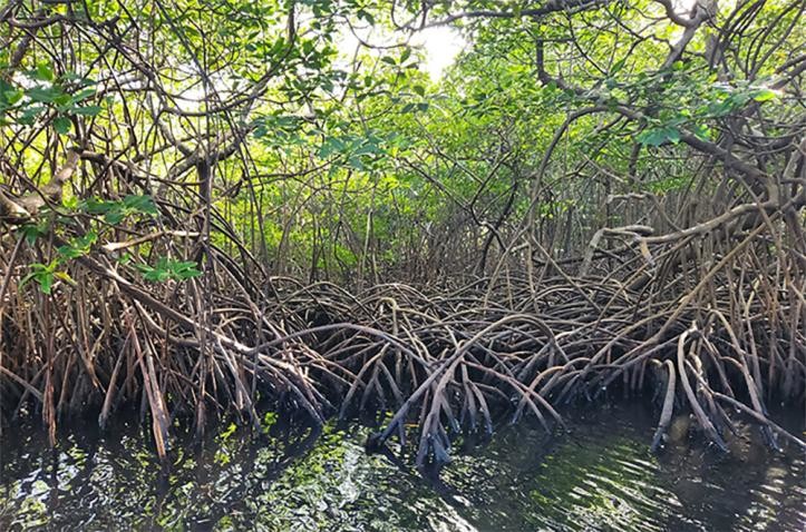 Latest company news about Hydrogen Sulfide Release from Marshes and Wetlands: Understanding Its Impact on Air Quality and the Need for Air Purifiers
