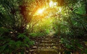 Cina notizie su La decomposizione dell'umuso nelle foreste pluviali tropicali: comprendere il suo impatto sulla qualità dell'aria e il ruolo dei depuratori d'aria