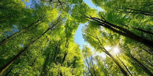 china latest news about The Environmental Impact of Deforestation on Air Quality and the Role of Air Purifiers