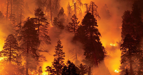china latest news about The Degradation of Air Quality Due to Forest Fires and the Importance of Air Purifiers