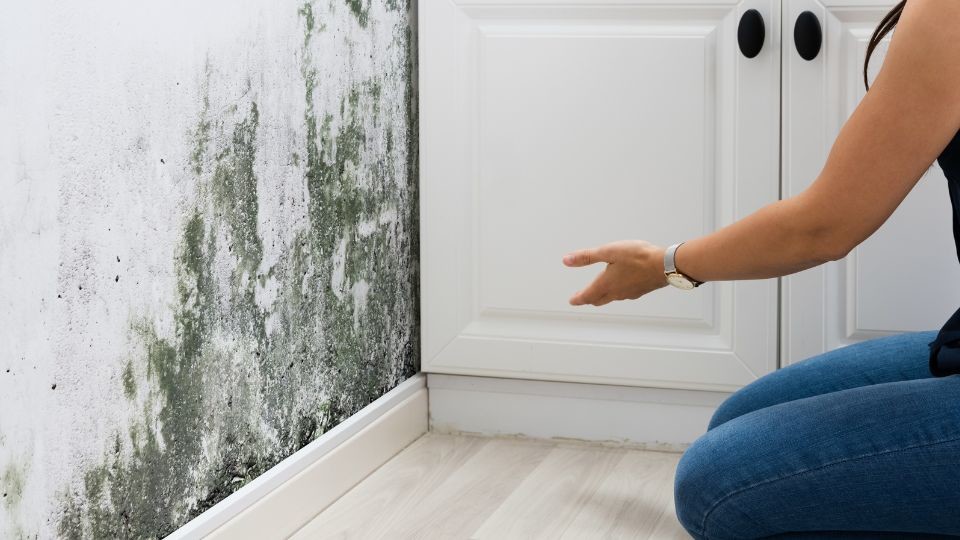 Latest company news about Volatile Organic Compounds (VOCs) Released by Plants and Their Impact on Air Quality