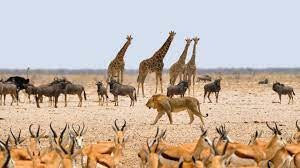 Latest company news about Dust from Animal Congregations: How Wildlife Activity Impacts Air Quality and the Importance of Air Purifiers