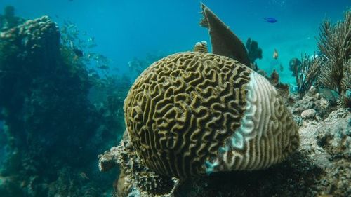 China últimas noticias sobre Los gases de los organismos marinos en descomposición: impacto en la calidad del aire costero y el papel de los purificadores de aire